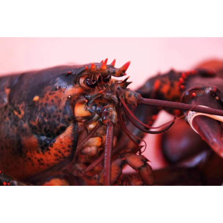 Öntapadó PVC tapéta - Homár, 100 x 150 cm