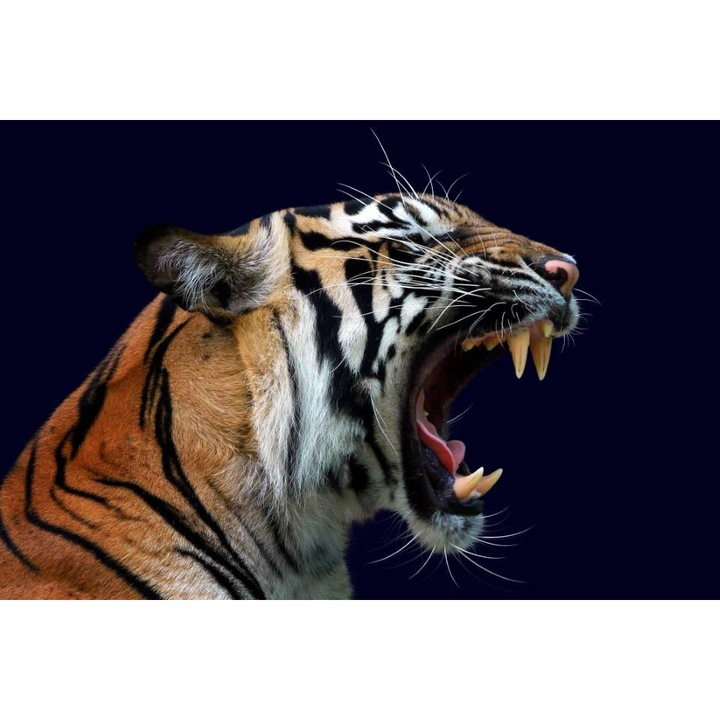 Öntapadó PVC tapéta - Tiger's Roar, 100 x 150 cm
