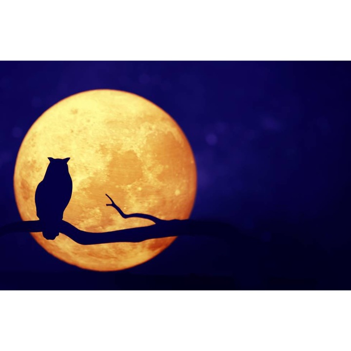 PVC öntapadó tapéta - Silhouette of an Owl at Full Moon, 100 x 150 cm