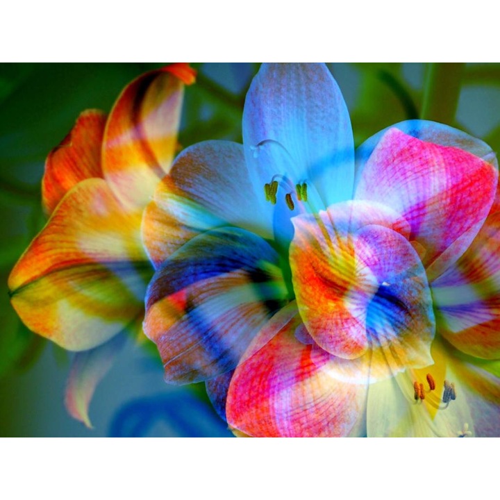 Öntapadó PVC tapéta - Színes liliom, 100 x 150 cm