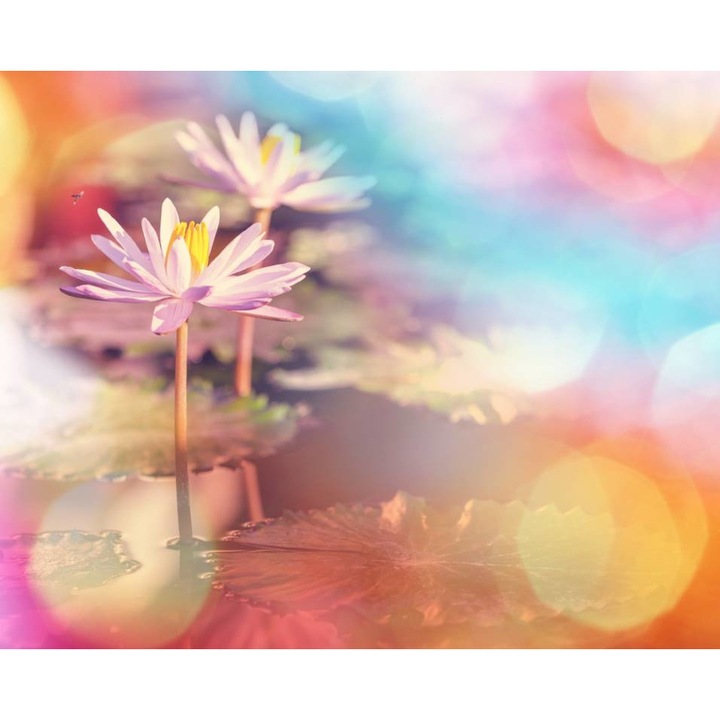 PVC öntapadó tapéta - Tavirózsa virágok, 100 x 150 cm