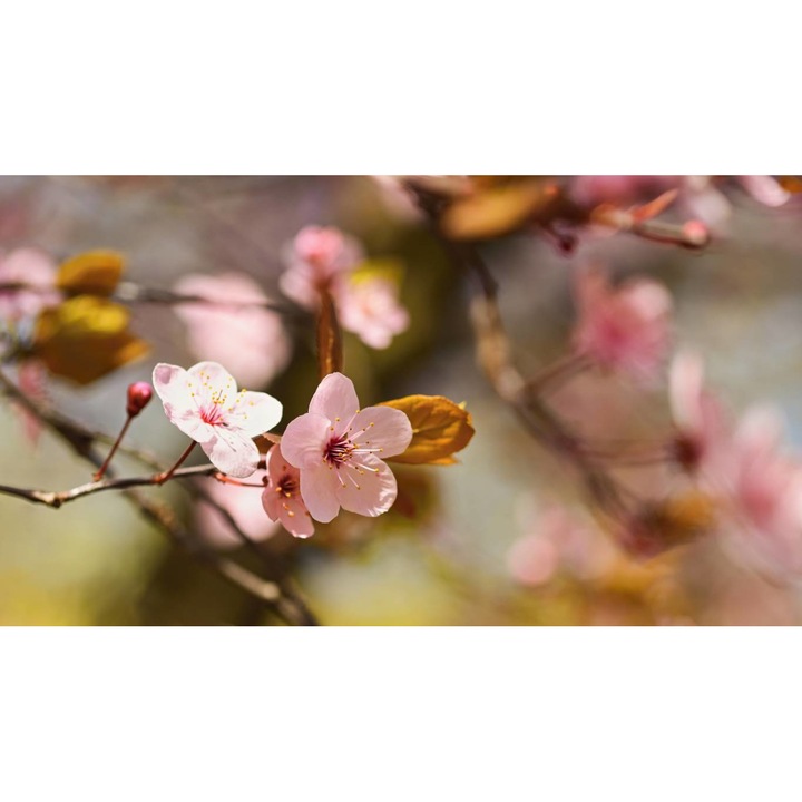 Tablou Canvas - Flori De Cires, 30x40 cm