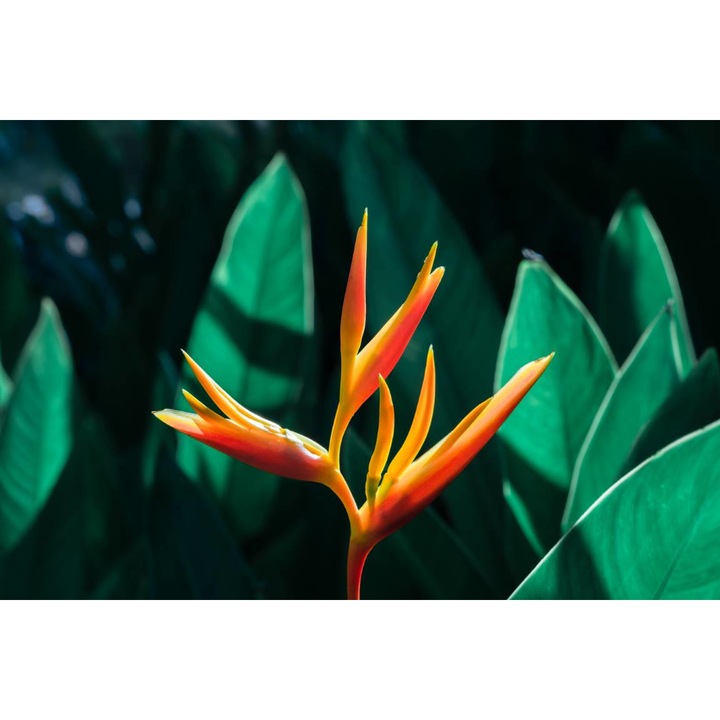 Öntapadó PVC tapéta - Orange Heliconia, 100 x 150 cm