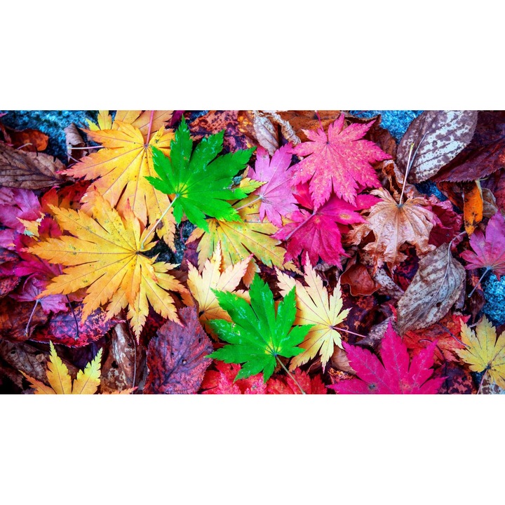 Öntapadó PVC tapéta - Autumn Leaves 2, 100 x 150 cm