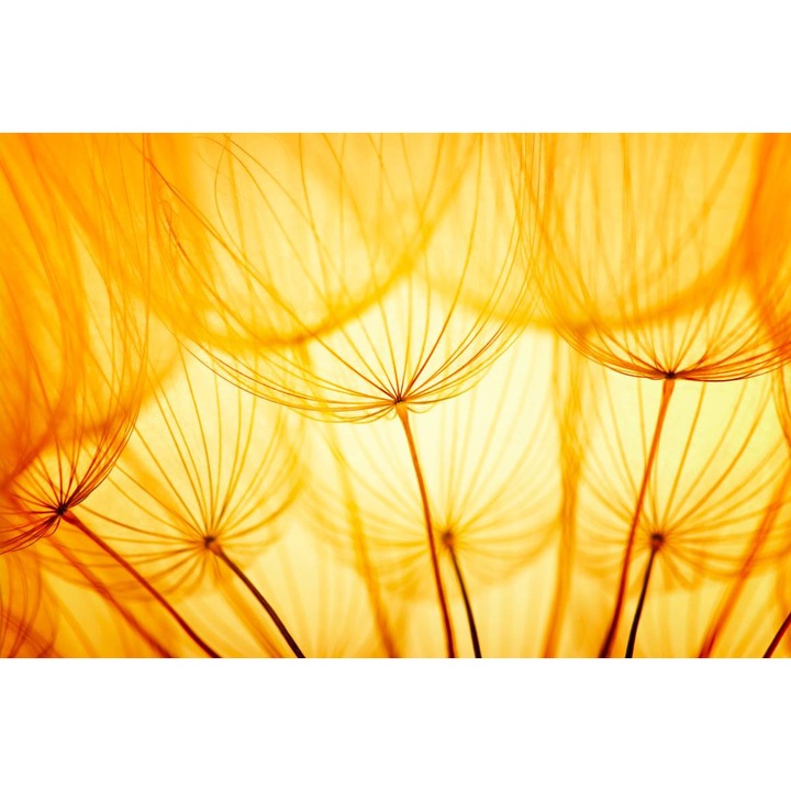 Öntapadó PVC tapéta - Pitypang és napfény, 100 x 150 cm