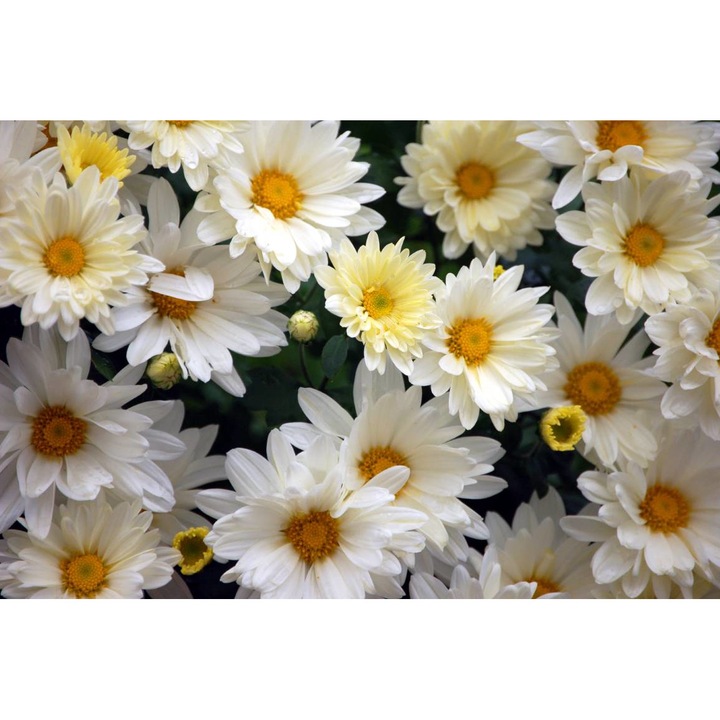 PVC öntapadó tapéta - Egy csomó százszorszép, 100 x 150 cm