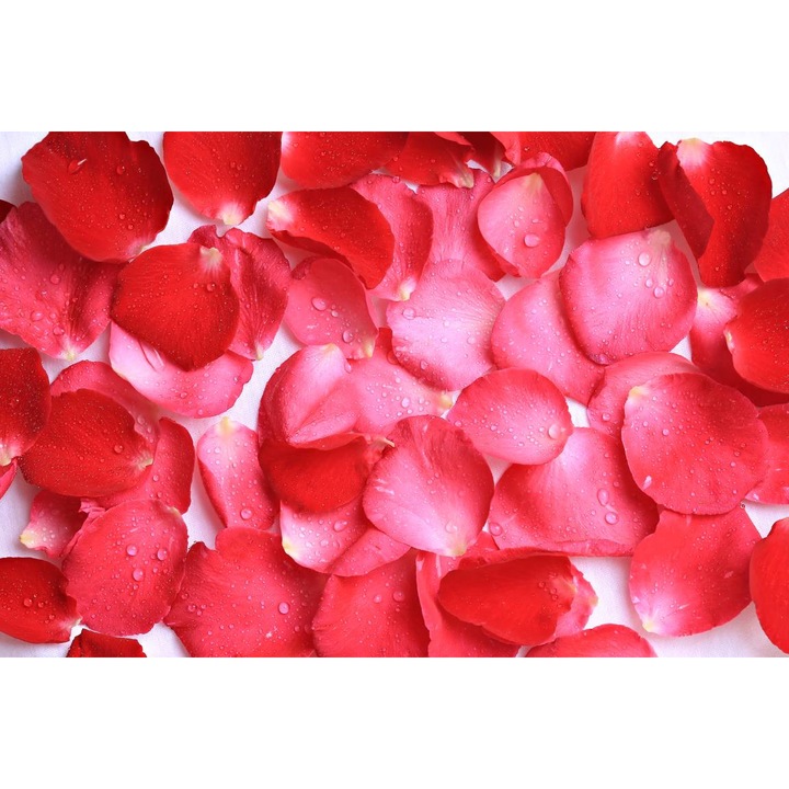 Öntapadó PVC tapéta - Rózsaszirom, 100 x 150 cm