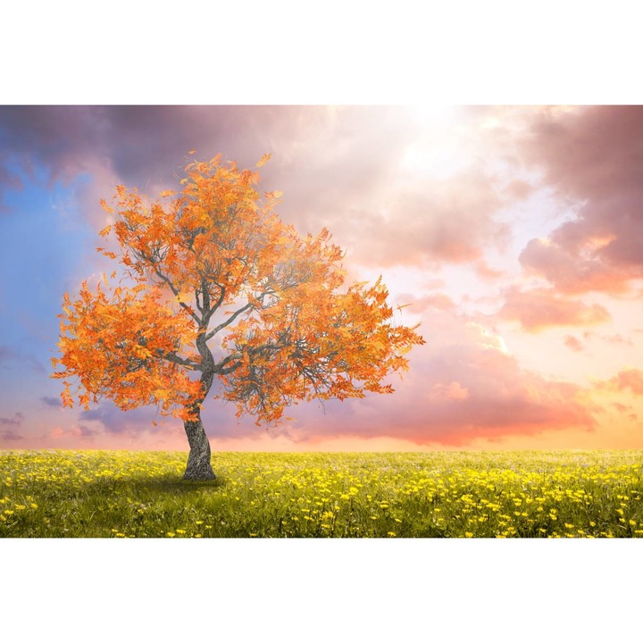 PVC öntapadós tapéta - Fa rozsdás levelekkel egy tisztásban, 300 x 200 cm