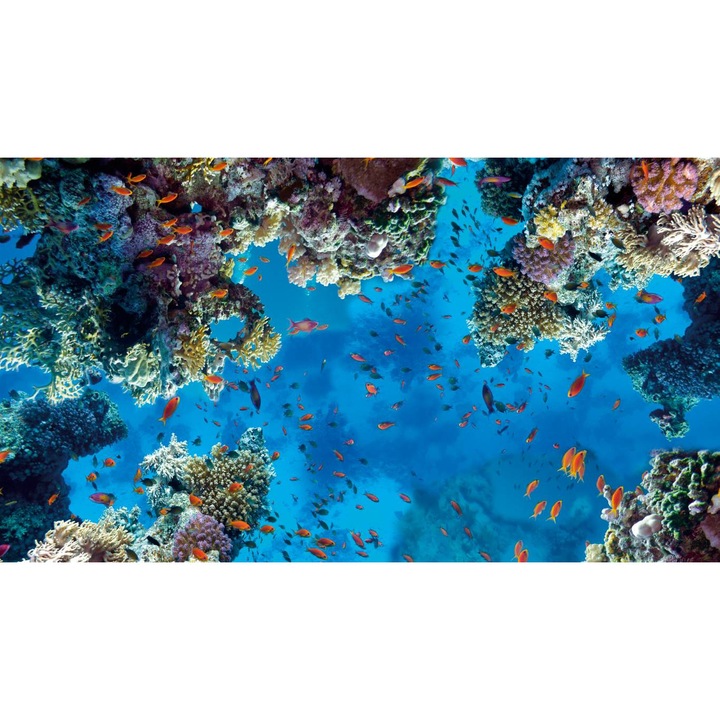 Öntapadó PVC tapéta - Korallok és halak, 100 x 150 cm