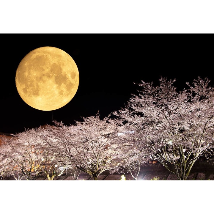 Öntapadó PVC tapéta - Full Moon And Trees, 100 x 150 cm