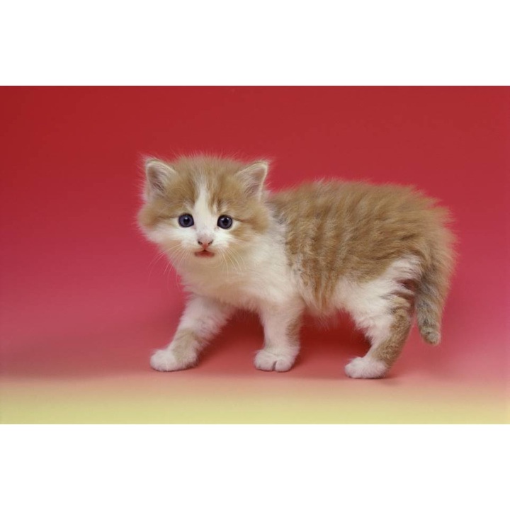 Öntapadó PVC tapéta - Kitten 1, 100 x 150 cm