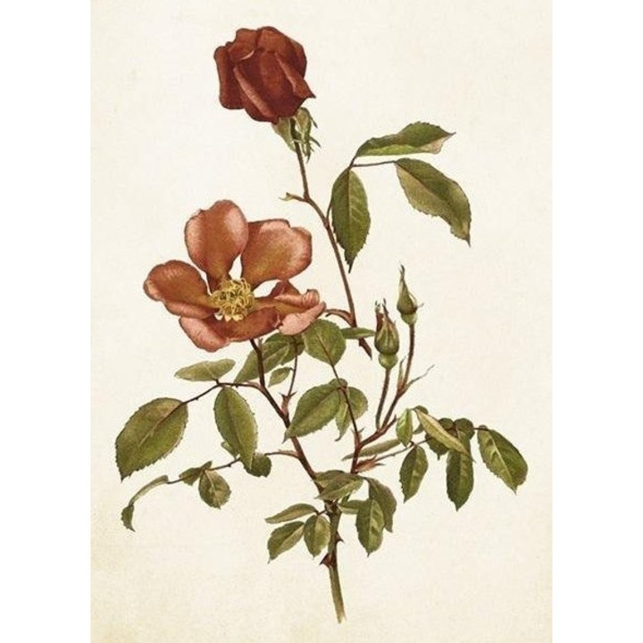 Felicitare Skona Ting, format B6, cu plic, produsa in Suedia