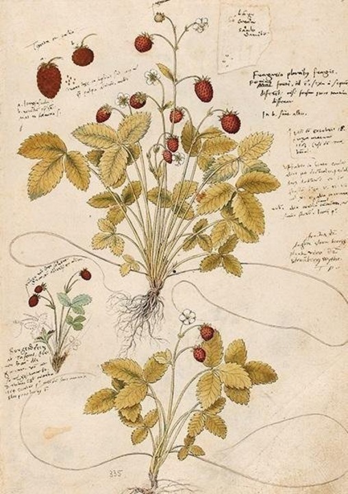 Felicitare cu plic, Skona Ting, Plante