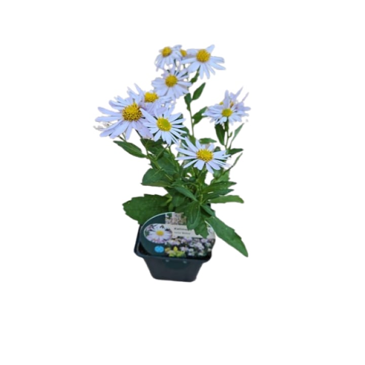 Aster Japonez - Kalimeris incisa „Madiva” - planta perena la ghiveci P9 - H 15 cm