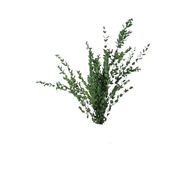 Aranjament Eucalipt Parvifolia, Stabilizat, 60 cm