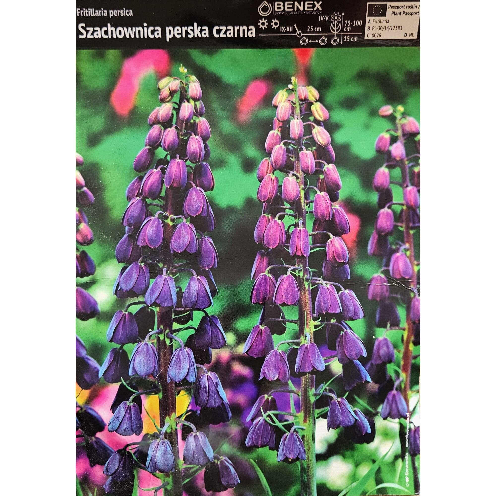 Lalea Imperiala - Fritillaria Persica Neagra marime 20/24 - 1 bulb