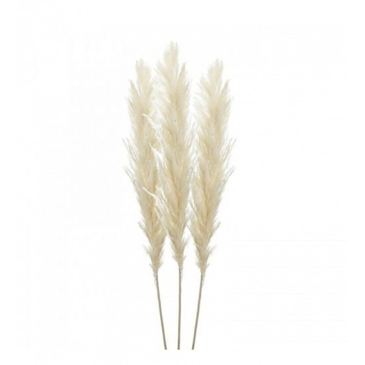 Комплект от 3 пампас клонки H150, крем