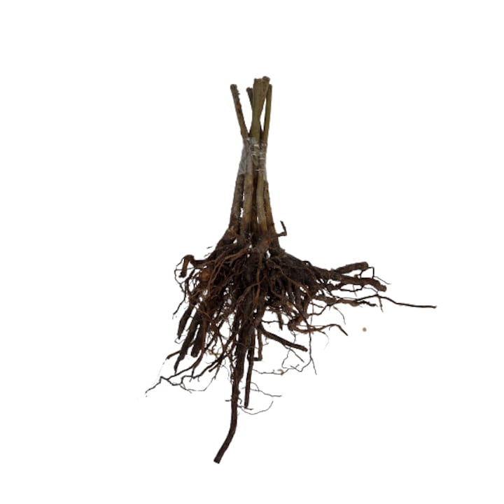 Set 5 butasi lemnificati radacini de Paulownia Tomentosa arbore melifer