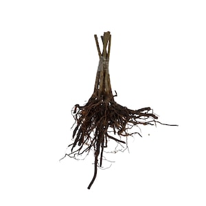 Pomi, arbusti si butasi