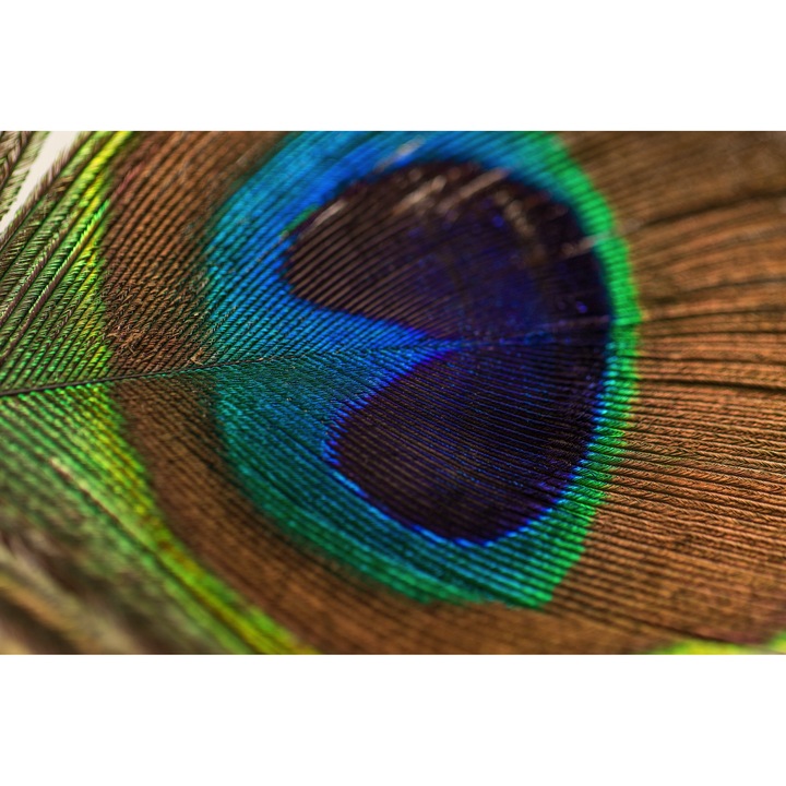 Премиум платнен тапет Абстракт до паун в близък план цветен 250x400 см