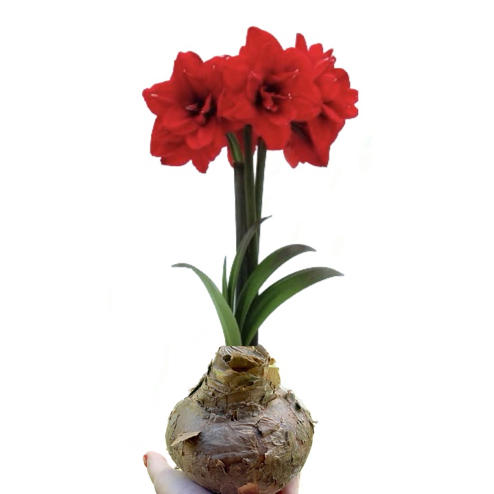 Bulb Amaryllis Double King