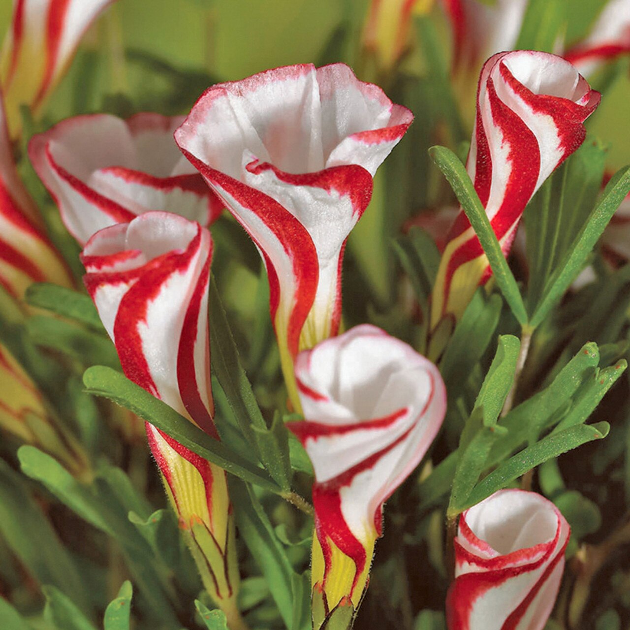 5 Bulbi Di Oxalis Corymbosa Variegata – Foglie Variegate Uniche – Collezione 2024 - Foto 4