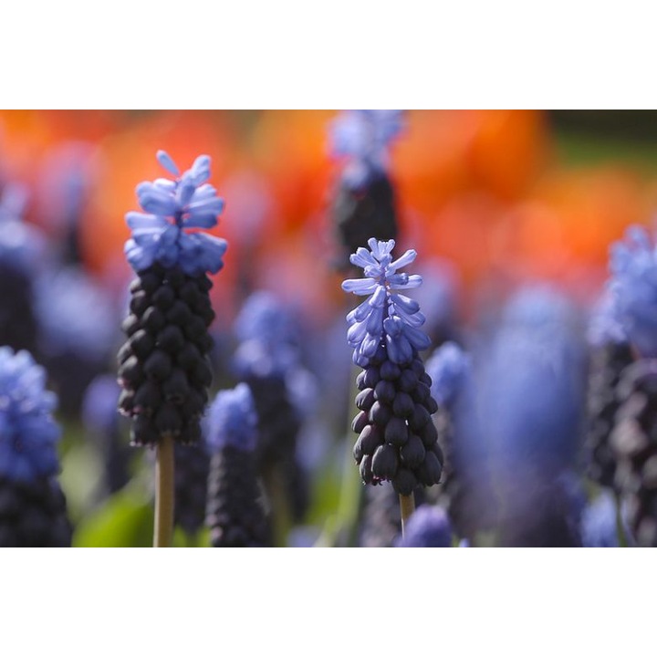 Muscari Latifolium pachet 3 buc