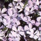 Brumarele - Phlox Subulata Benita - planta perena vesnic verde cu flori parfumate la ghiveci P9 - H 5-10 cm