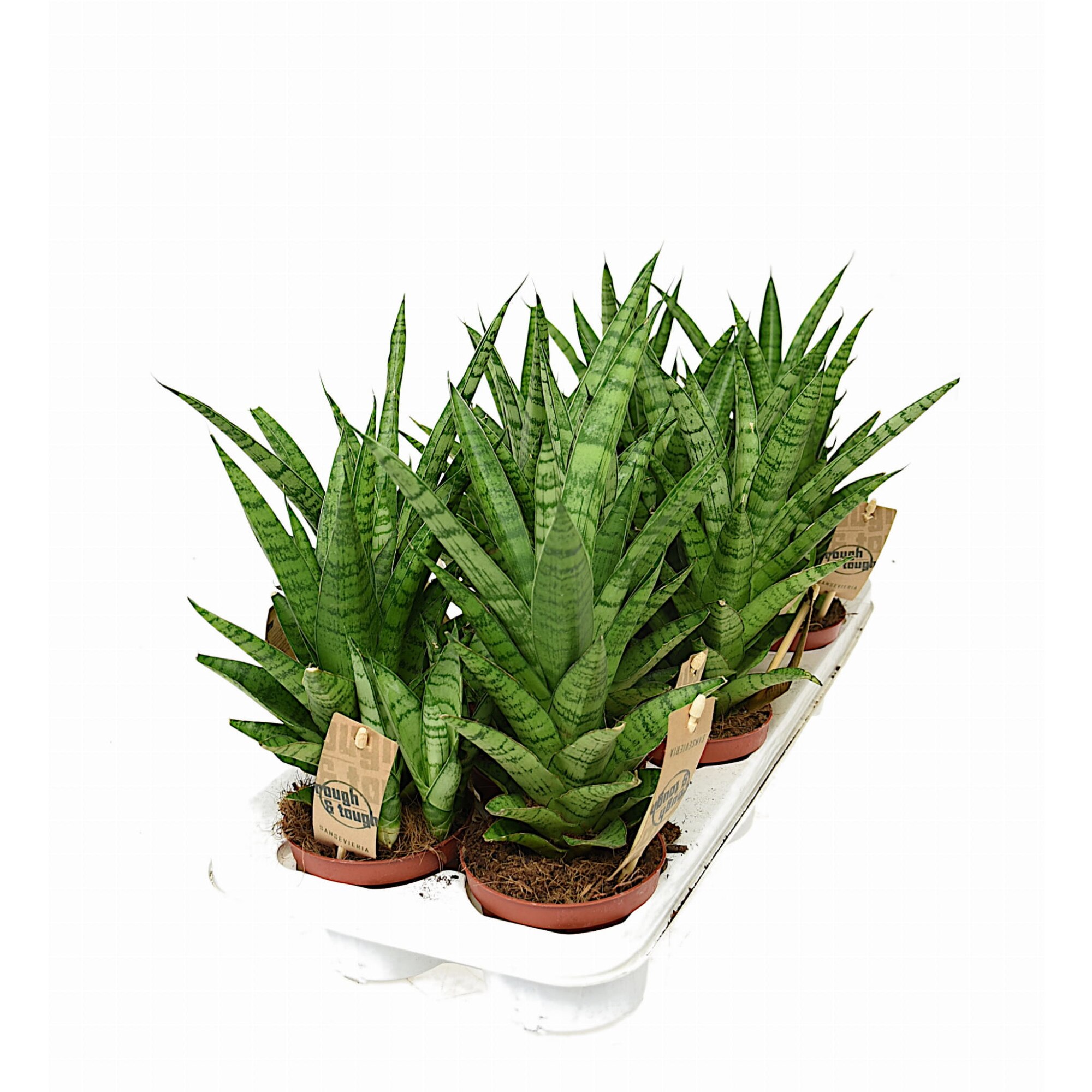 Planta, Sansevieria Tough Lady, Dixiestore, P10 - eMAG.ro