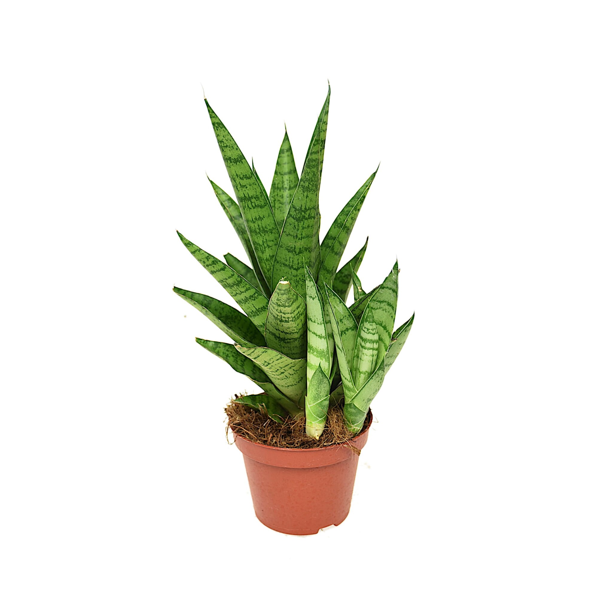 Planta, Sansevieria Tough Lady, Dixiestore, P10 - eMAG.ro