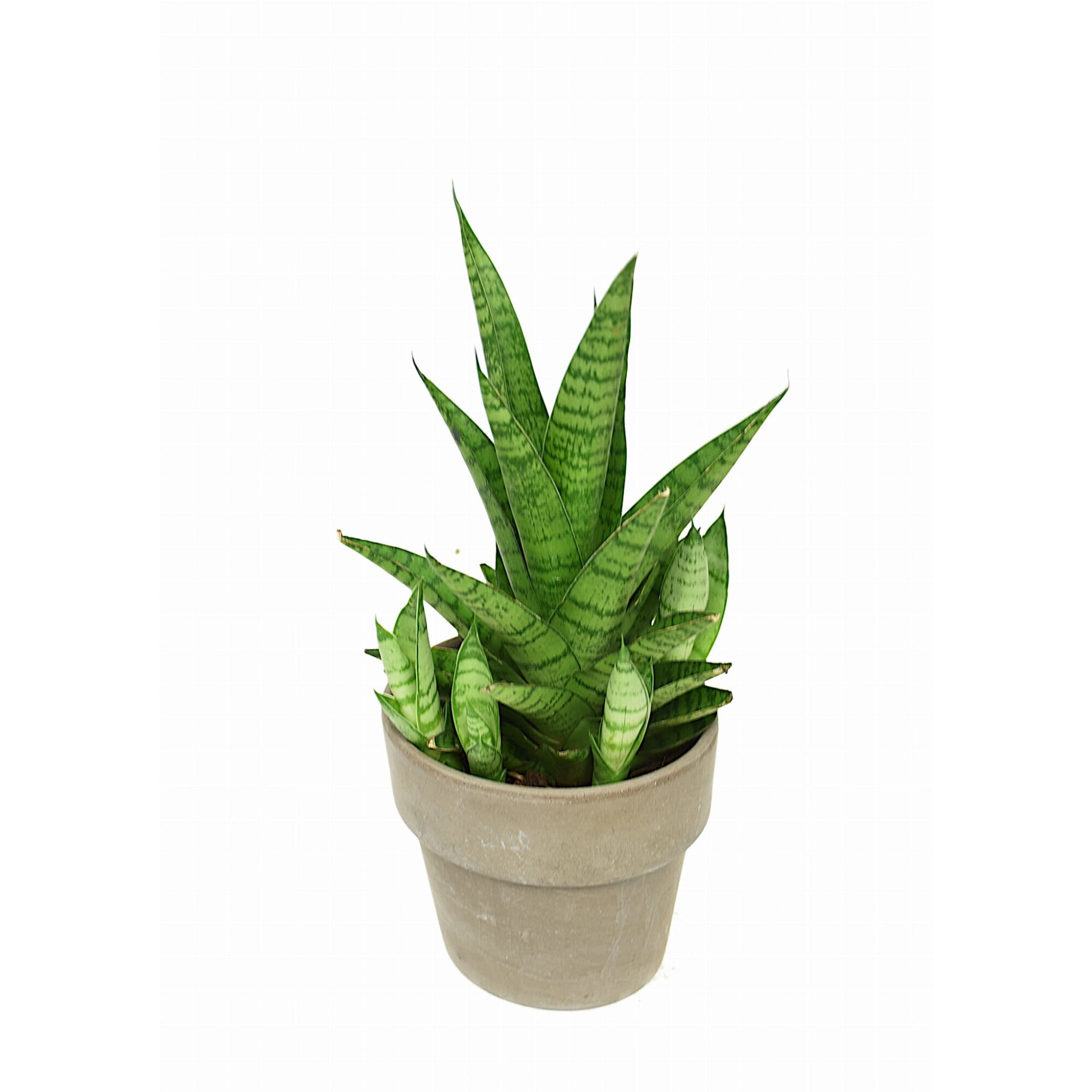 Planta, Sansevieria Tough Lady, Dixiestore, P10 - eMAG.ro