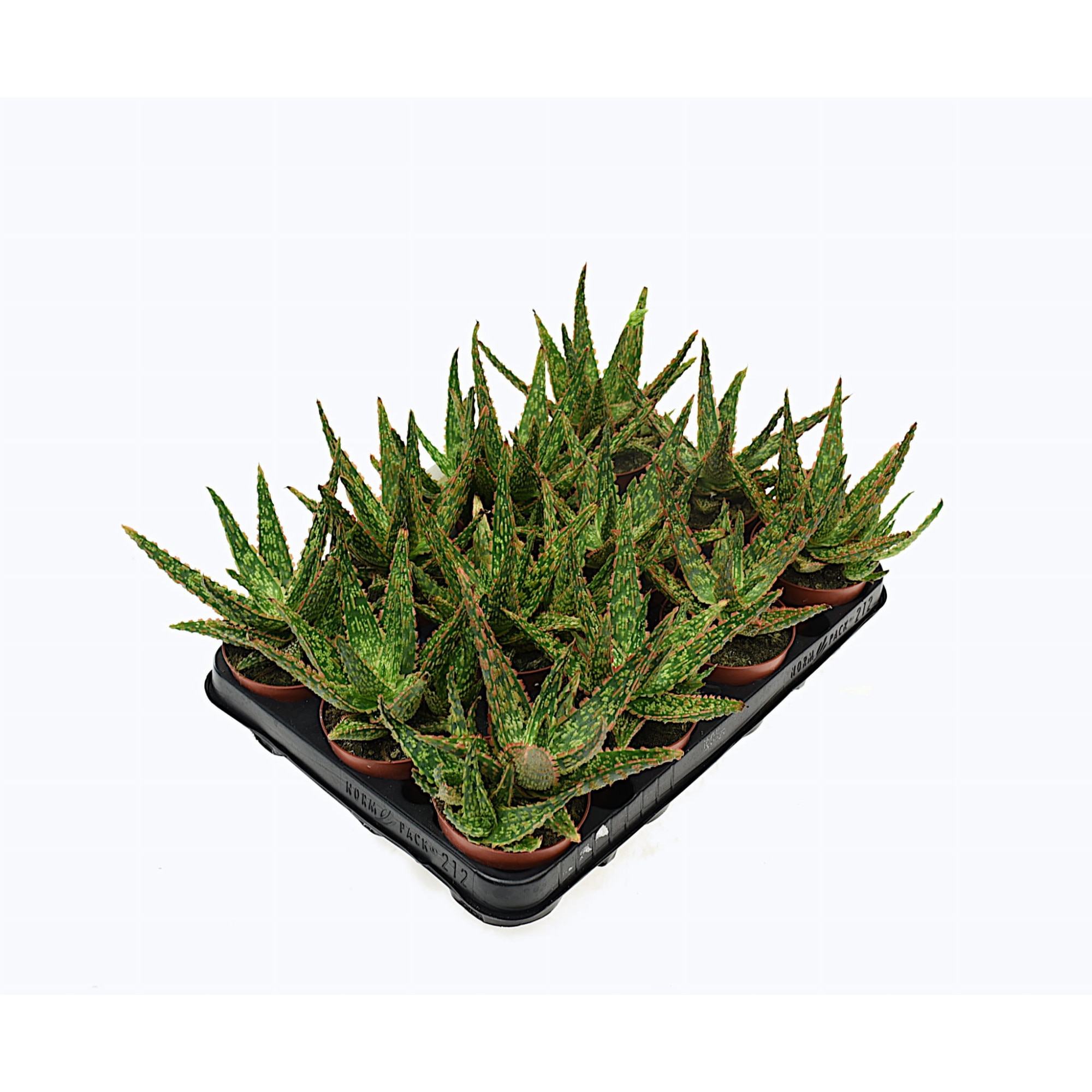 Planta Aloe Vitro, Dixiestore, P8 - eMAG.ro
