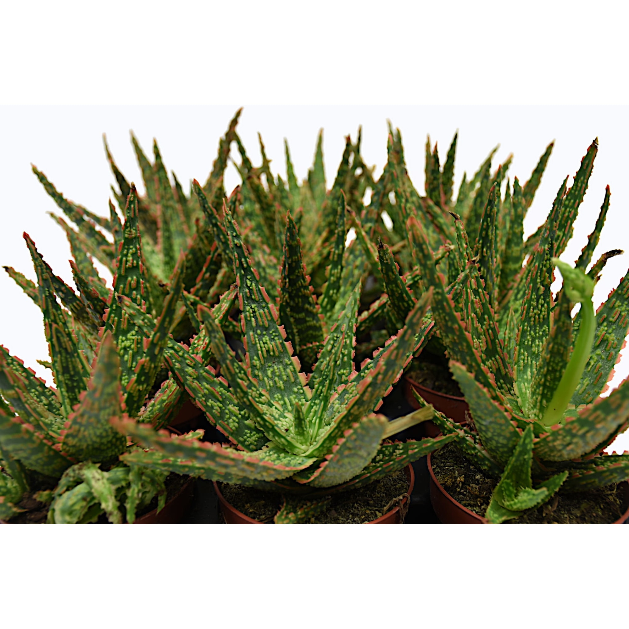 aloe vera anti wrinkle Hydration Lock Aloe Vera Gel Face Mask main image 0