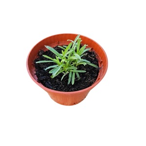Plante in ghiveci
