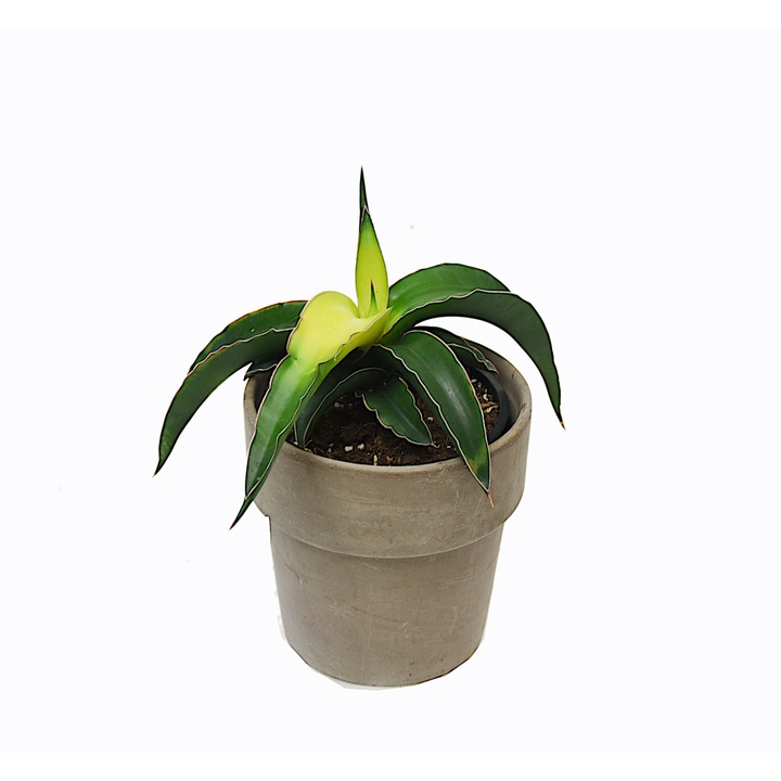 Planta, Sansevieria Star Canary, Dixiestore, P9