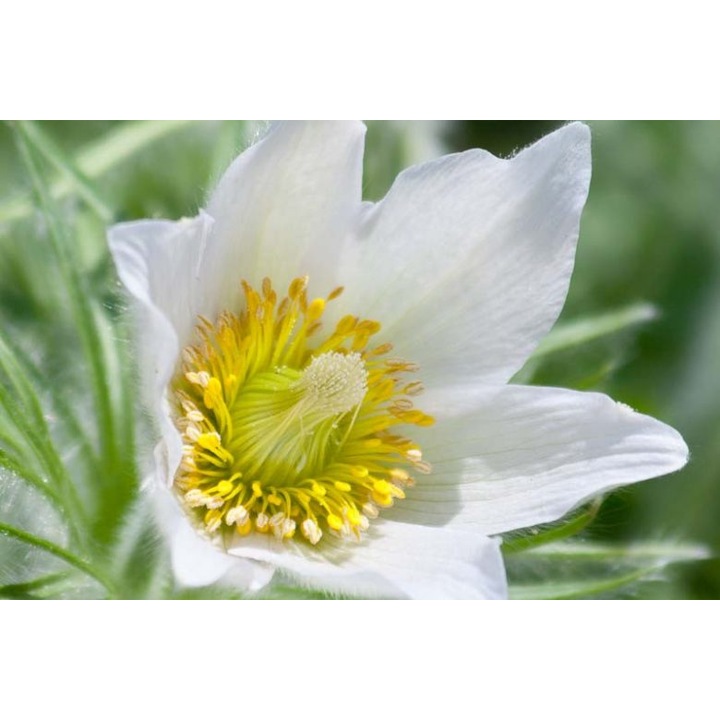 Pulsatila, Deditel sau Floarea Pastelui Alba, 1 radacina nuda