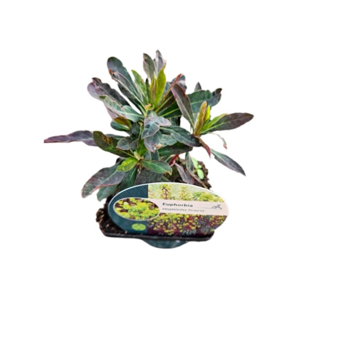 Planta perena vesnic verde Euphorbia amygdaloides 'Purpurea- la ghiveci P10 - H 10 cm