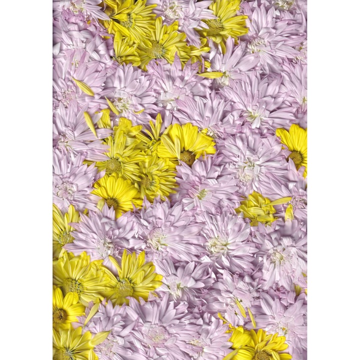 Tapet Premium Canvas, Flori margarete mov si galbene, 300x200 cm