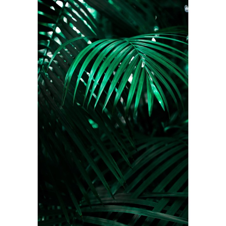 Tapet Premium Canvas, Palmieri, 300x200 cm