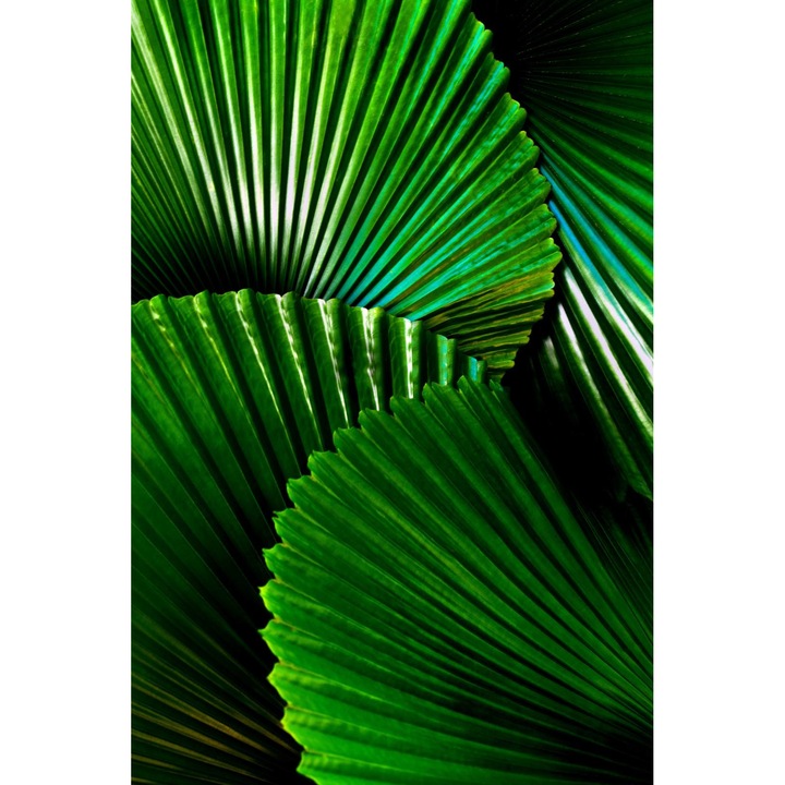 Tapet Premium Canvas, Palmier Licuala Cordata, 300x200 cm