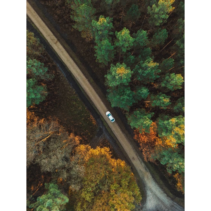 Tapet Premium Canvas, Sosea forestiera cu copaci colorati, 300x200 cm