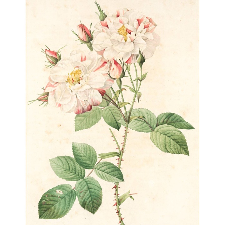 Tapet Premium Canvas, Trandafir ilustratie, 300x200 cm