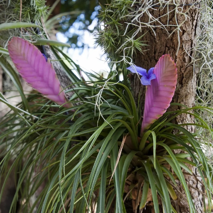 Planta Roz Planta cu pene roz- Tillandsia cyanea - la ghiveci P 7 - H 10-15 cm ...