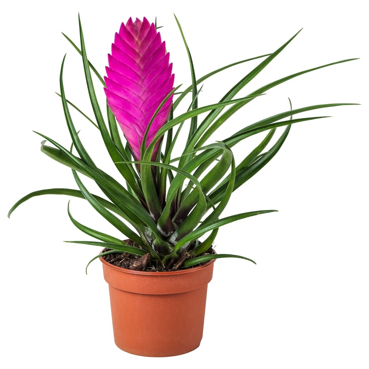 Planta Roz Planta cu pene roz- Tillandsia cyanea - la ghiveci P 7 - H 10-15 cm ...