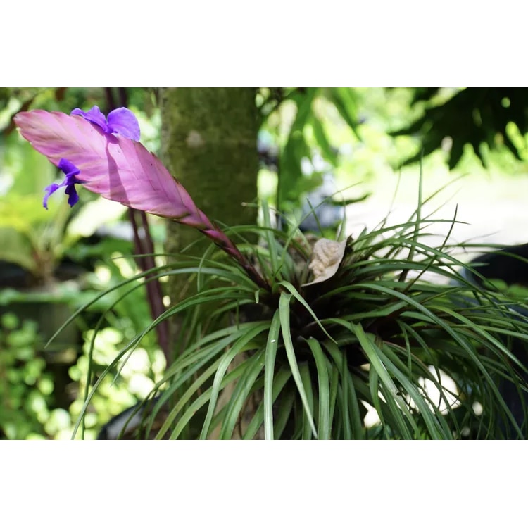 Planta Roz Planta cu pene roz- Tillandsia cyanea - la ghiveci P 7 - H 10-15 cm ...