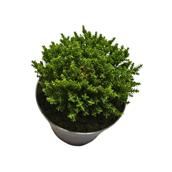 Planta perena vesnic verde - Hebe Emerald Gem la ghiveci