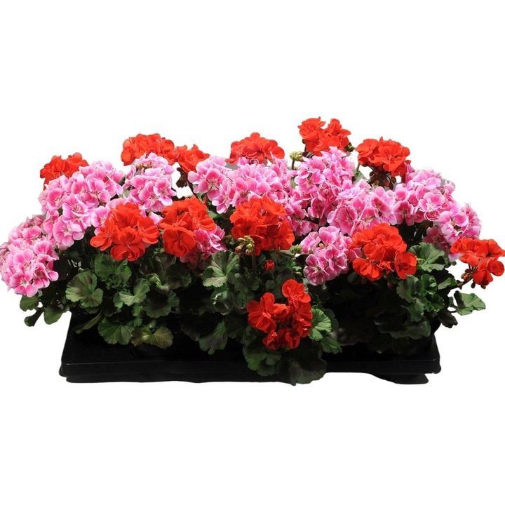 Seminte de gradina, Caramida Gelargonio, Toraf, 10 Seminte, Multicolor, calitate superioara, seminte premium, seminte de top