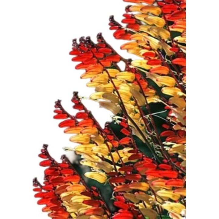 Seminte de gradina, Seminte Floarea MINA, Toraf, 17 SEMINTE, calitate superioara, seminte premium, seminte de top