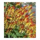Magok Florea MINA, Toraf, 17 SEEDS
