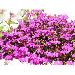 Луковици, семена и разсад